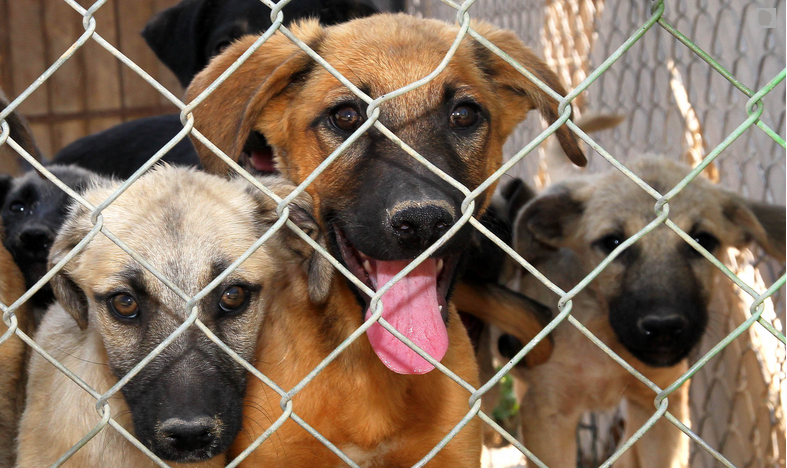 Bakan Yumaklı'dan belediyelerr uyarı: Ya barınak yap ya da cezasına katlan