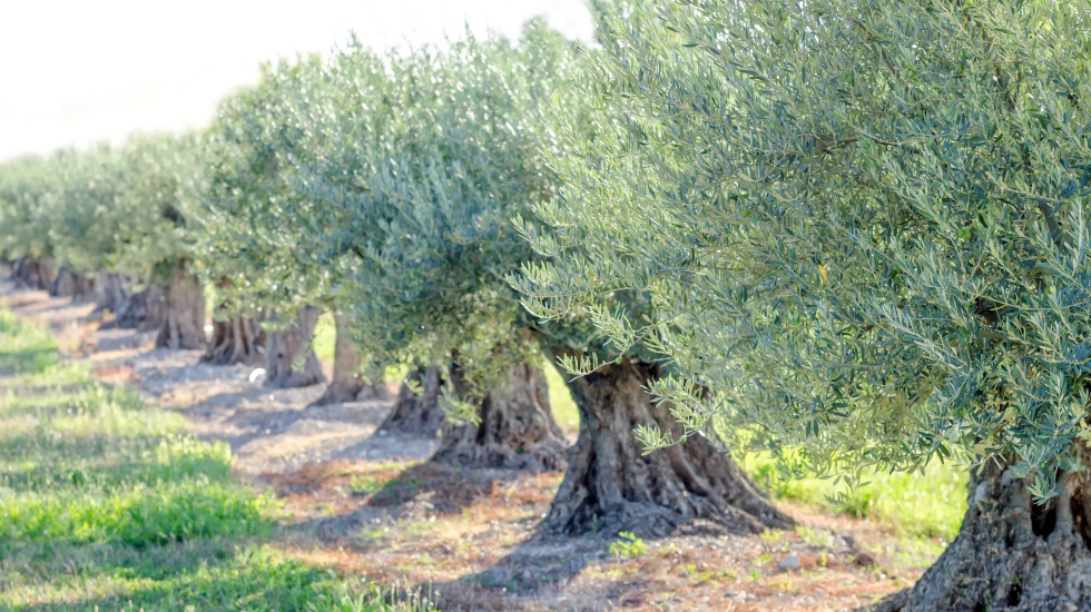 &Ccedil;ift&ccedil;i: &ldquo;Zeytin de dalında kavrulacak. &Ccedil;ift&ccedil;iye Allah rahmet eylesin!&rdquo;