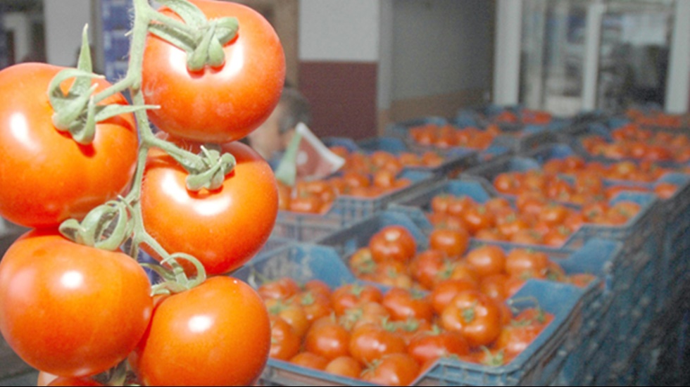 İhra&ccedil; edilen 4,2 bin ton &uuml;r&uuml;n geri g&ouml;nderildi...