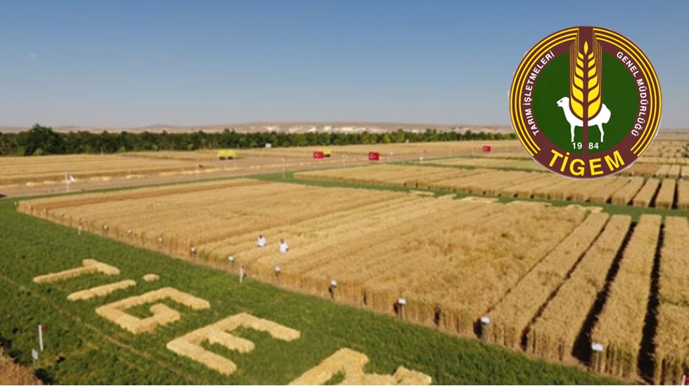 TIGEM i&ccedil;in Bakan&nbsp;Yumaklı&nbsp;ayrı, Sayıştay ayrı s&ouml;yl&uuml;yor...