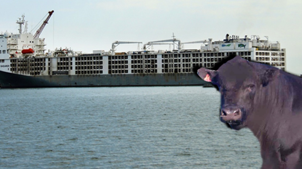 İthal hayvan ve et ile kimler kazanıyor?