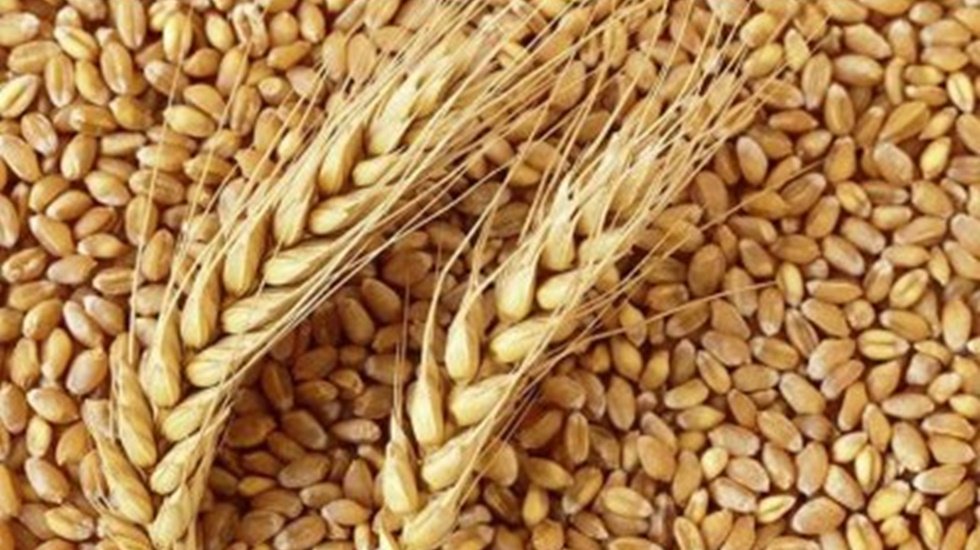 CHP&rsquo;den&nbsp;Bah&ccedil;eli'nin 'askıda buğday' projesine tepki: &ldquo;Bolluk i&ccedil;inde buğday konuşmalıydık"