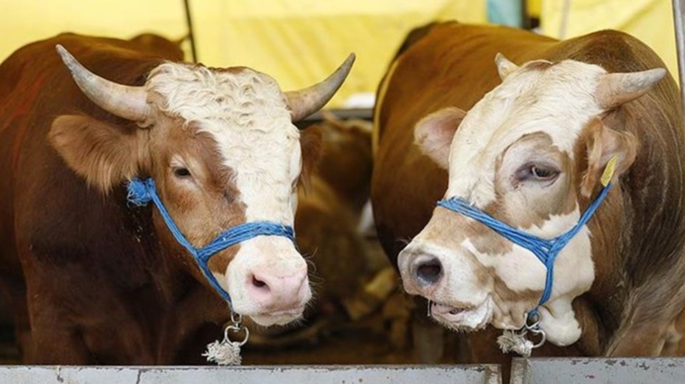 İstanbul'da kurbanlık dana hisse fiyatları belli oldu...