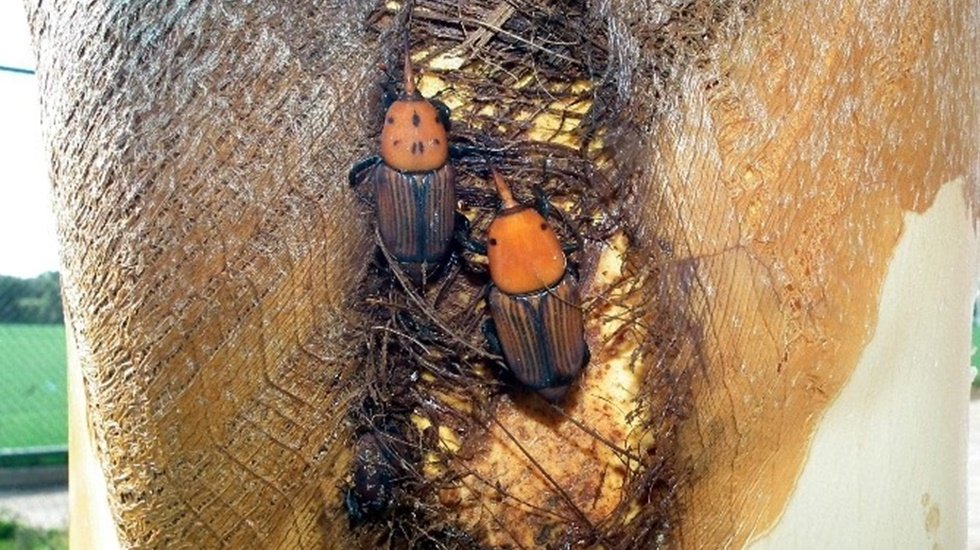 Kırmızı palmiye b&ouml;ceği ile m&uuml;cadele...