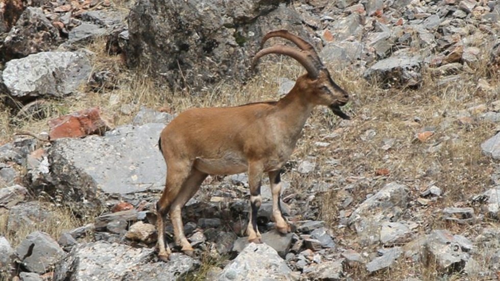 Yabancı avcılar yaklaşık 6 milyon lira karşılığında 54 yaban ke&ccedil;isini avladı...