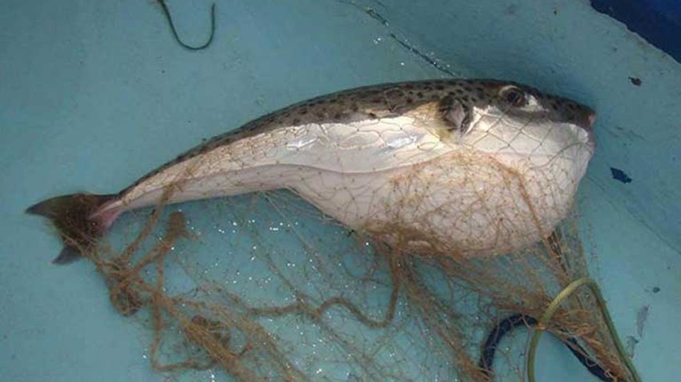 Bu sularda Balon balığı avlama yarışması var&hellip;