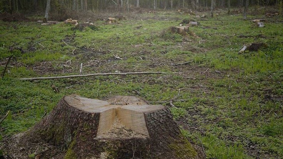 CHP&rsquo;den ormanlar i&ccedil;in Meclis araştırması talebi&hellip;