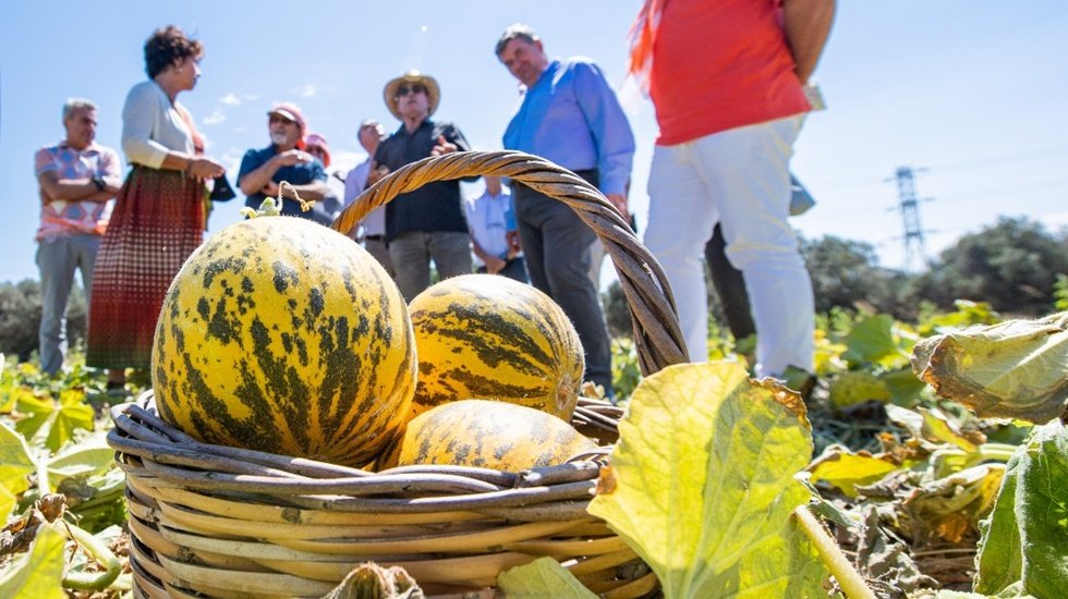 Beslenme uzmanları a&ccedil;ıkladı, ilk kez ortaya &ccedil;ıktı: Karpuz mu kavun mu daha faydalı?