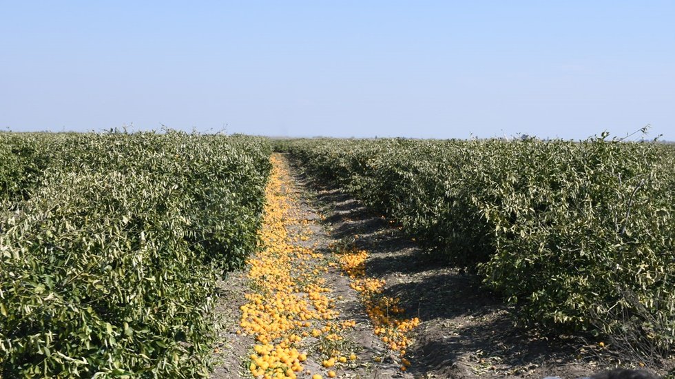 AKP iktidarı ve tek adam rejiminin &ccedil;ift&ccedil;iye hi&ccedil;bir faydası kalmamıştır...