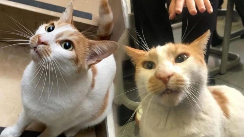 Kedi Faruk davasında karar&hellip;