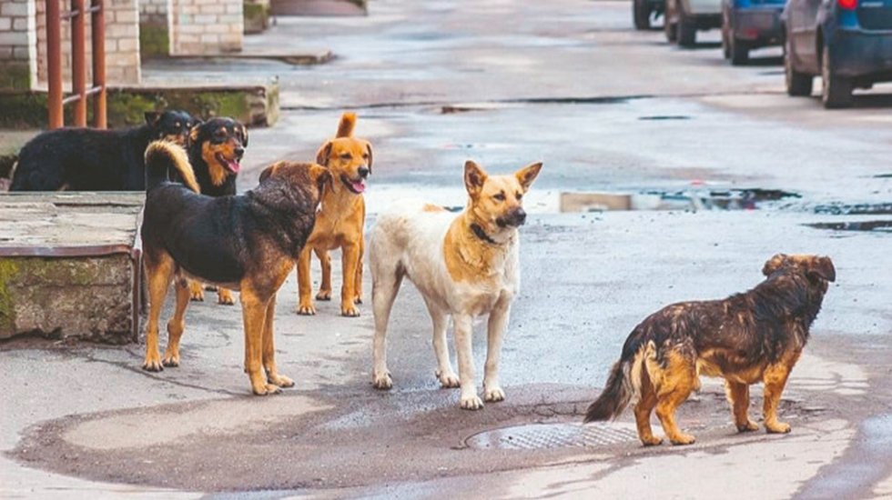CHP 'Katliam yasası'nı AYM'ye g&ouml;t&uuml;r&uuml;yor...