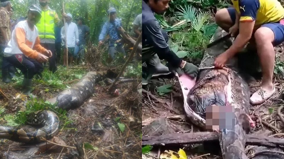 Kayıp kadın, dev pitonun midesinde bulundu