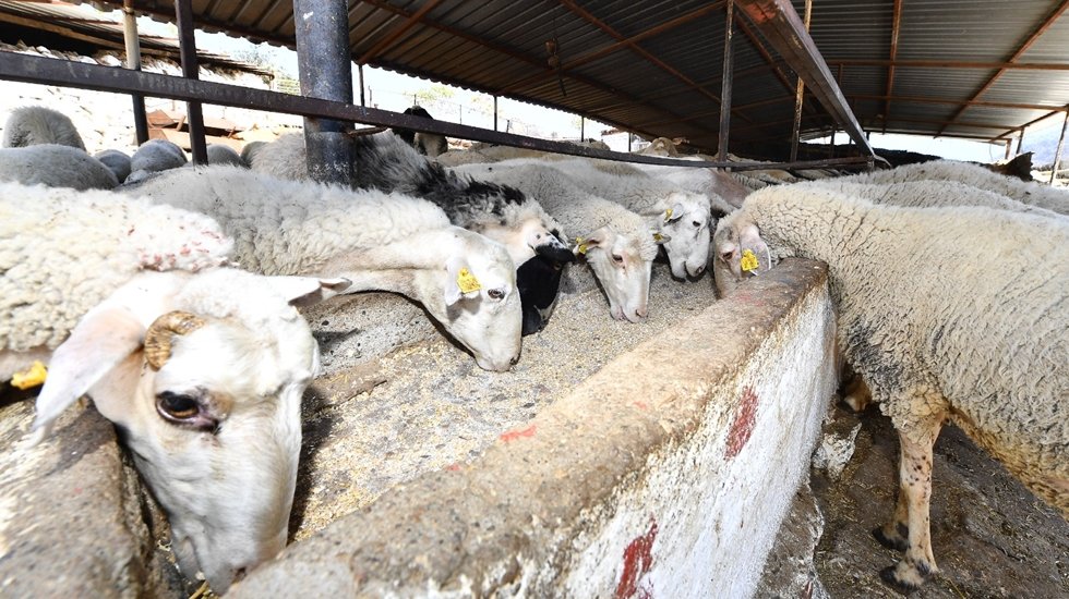 B&uuml;y&uuml;kşehir b&ouml;lgede hayvanları telef olan &ccedil;if&ccedil;ilere destek verecek.&nbsp;