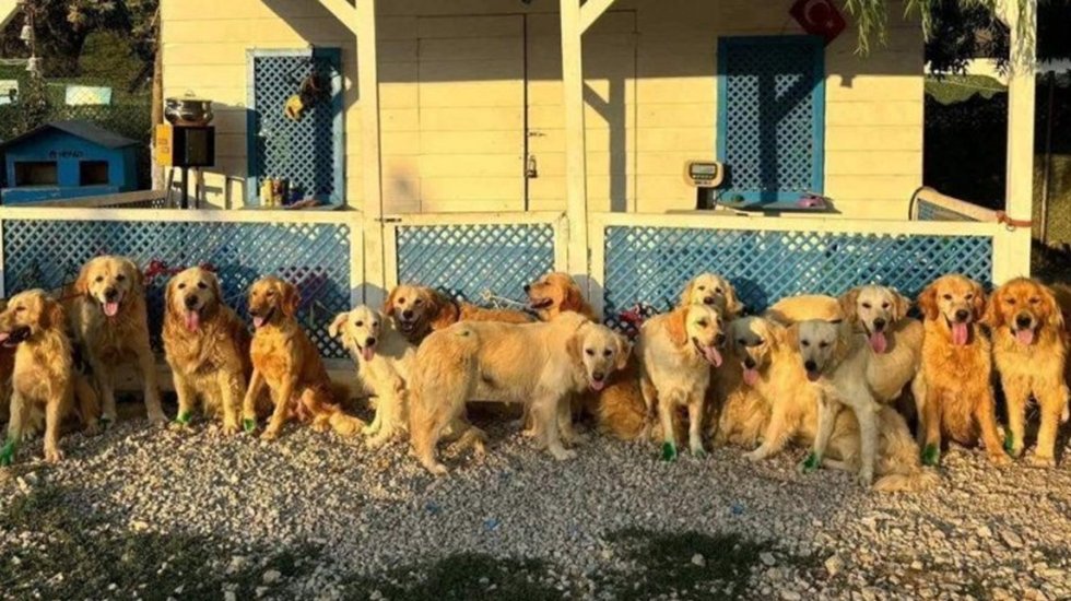 İngiliz yardım kuruluşundan T&uuml;rkiye'deki sokak k&ouml;pekleri i&ccedil;in 'kurtarma projesi'