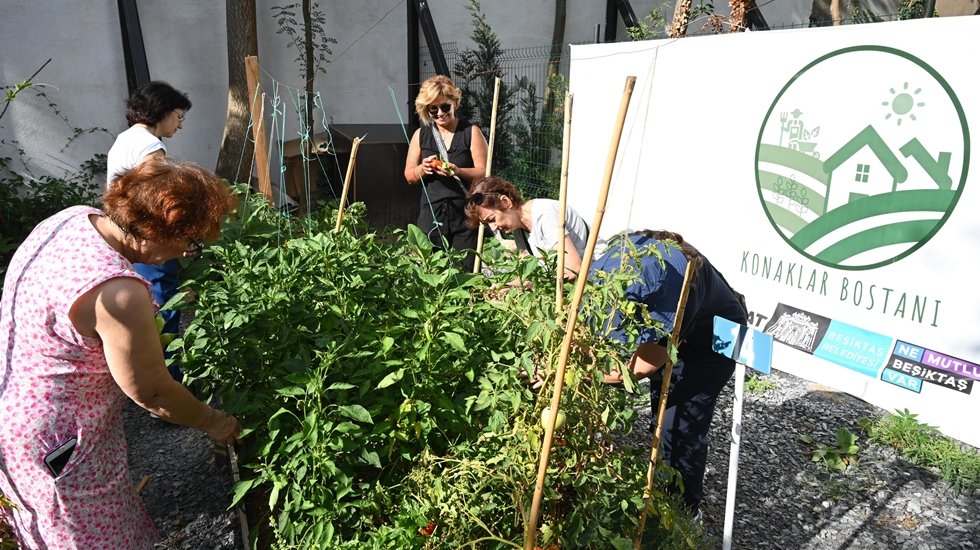 Konaklar Bostanı ilk mahsullerini vermeye başladı.