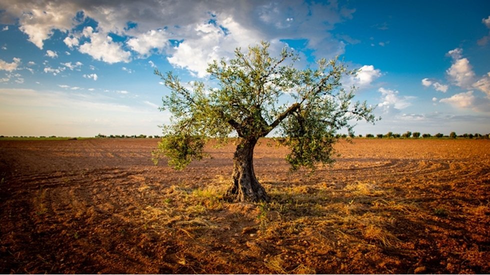 Sarıbal: &ldquo;Zeytin &uuml;reticisi kumpasta, iktidar &ccedil;ift&ccedil;iyi t&uuml;ccarın eline bırakmamalı&rdquo;