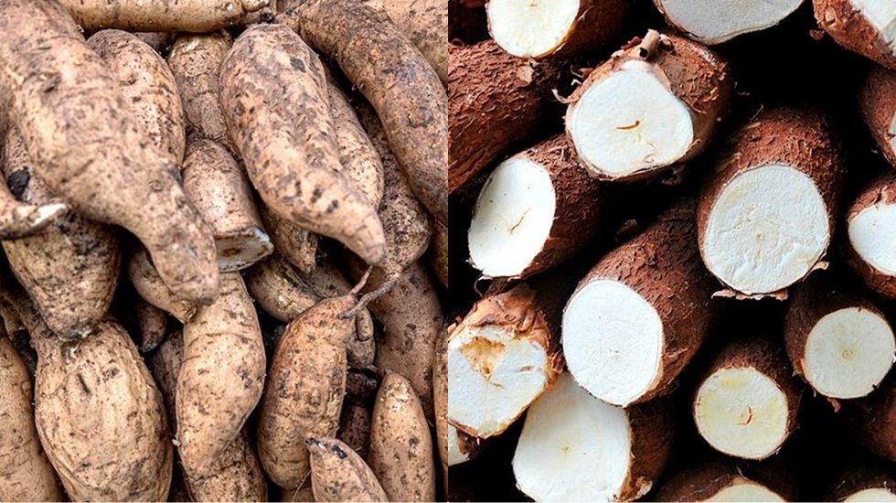 V&uuml;cutta hastalık bırakmayan ekmek gibi t&uuml;ketilen sebze: Yiyen doktora hasret kalıyor...