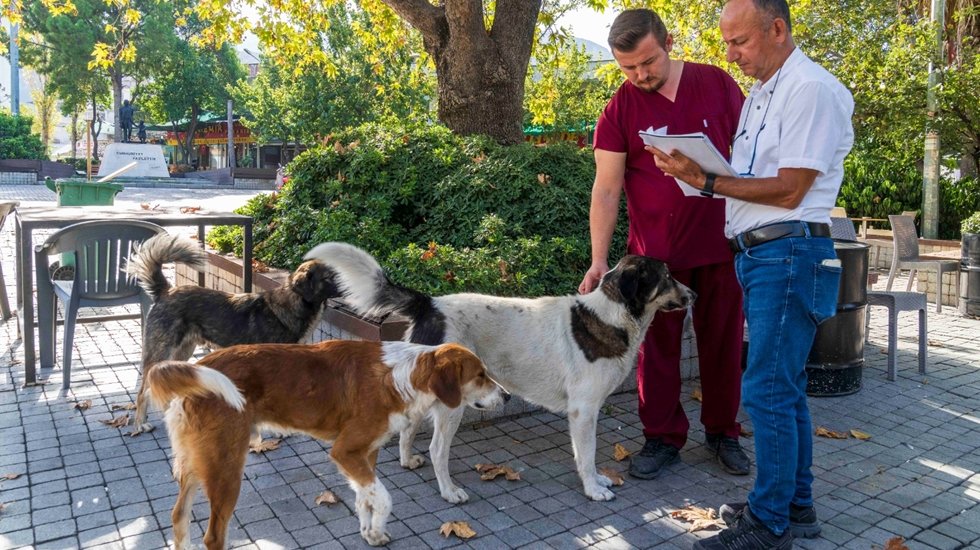 İzmir&rsquo;de sahipsiz k&ouml;peklerin sayımı başladı