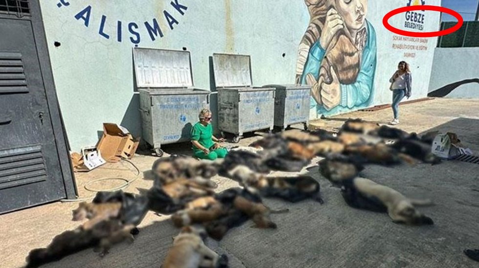 Kan donduran g&ouml;r&uuml;nt&uuml;! Gebze'de poşetlerden 50'ye yakın kedi ve k&ouml;pek &ouml;l&uuml;s&uuml; &ccedil;ıktı...