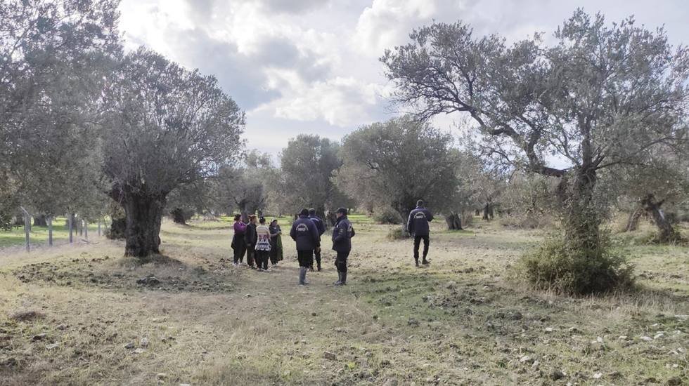 Kır bek&ccedil;ileri, zeytin hırsızlarına g&ouml;z a&ccedil;tırmıyor&hellip;