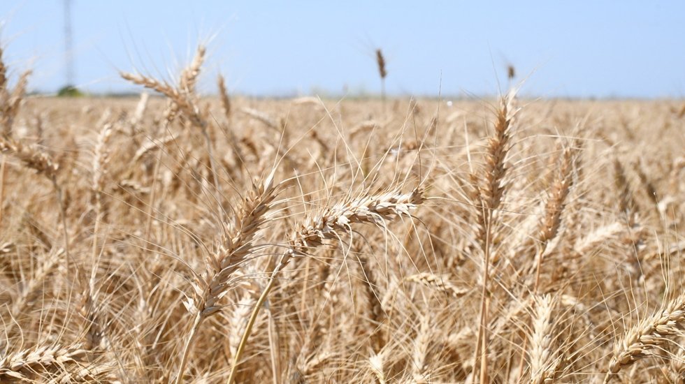 Tarımda dış ticaret a&ccedil;ığı 49 milyar dolar...