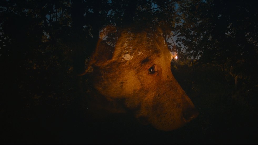 &ldquo;Yaşamı savunan&rdquo; filmler 14-18 Aralık 2024 tarihlerinde seyirciyle buluşacak&hellip;