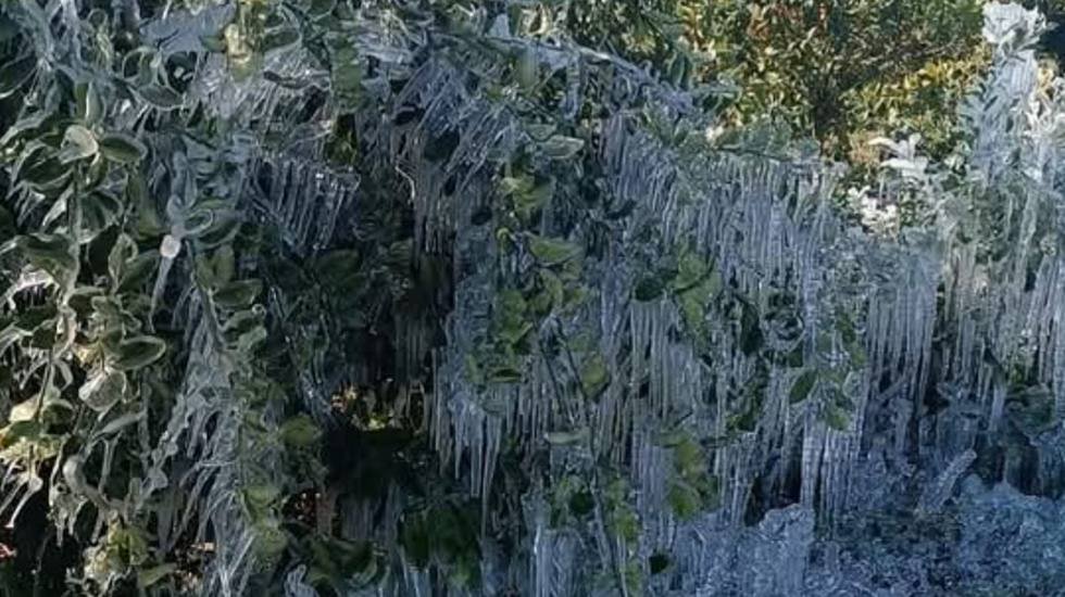 Adana'da ani sıcaklık d&uuml;ş&uuml;ş&uuml; nedeniyle tarım arazilerine don vurdu...