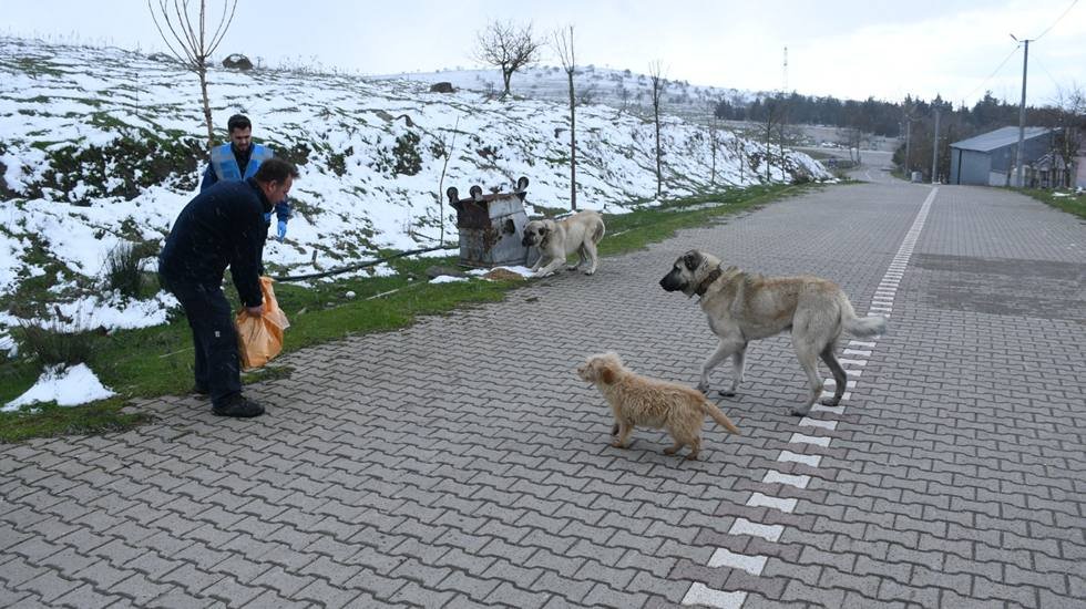 Balıkesir B&uuml;y&uuml;kşehir'den kış boyunca sokak hayvanlarına mama takviyesi