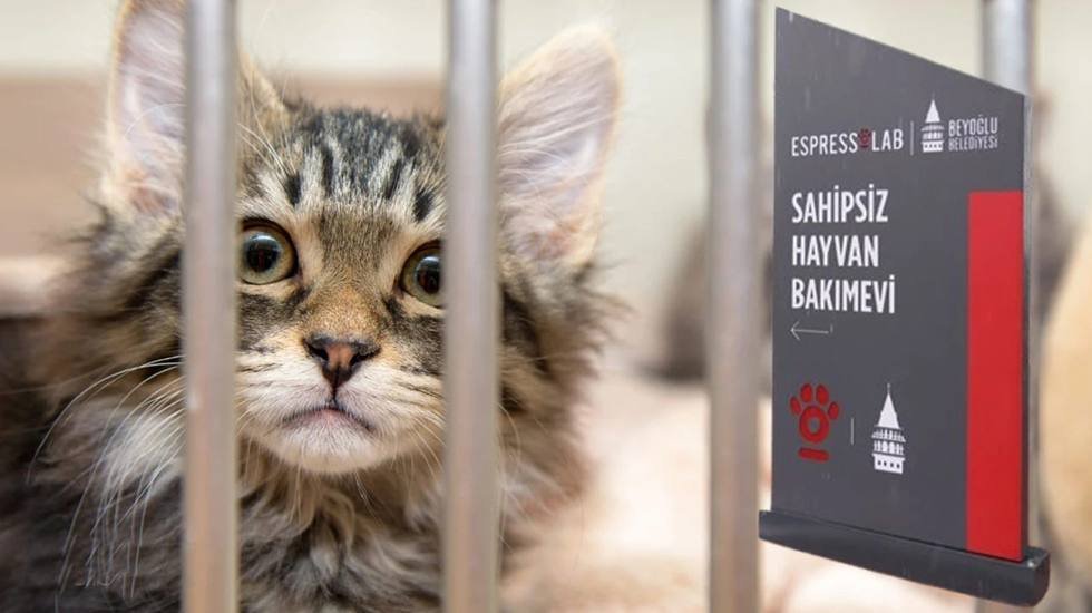 Beyoğlu&rsquo;nda &lsquo;Espressolab Sahipsiz Hayvan Bakımevi&rsquo; hizmete a&ccedil;ıldı