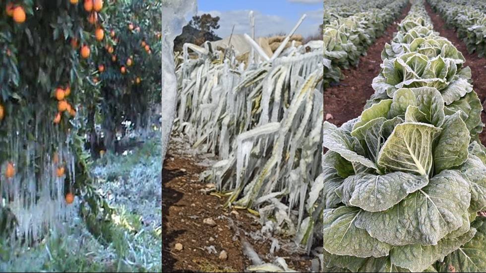 Doğu Akdeniz'de &ccedil;ift&ccedil;ileri şimdi de don &ccedil;arptı...