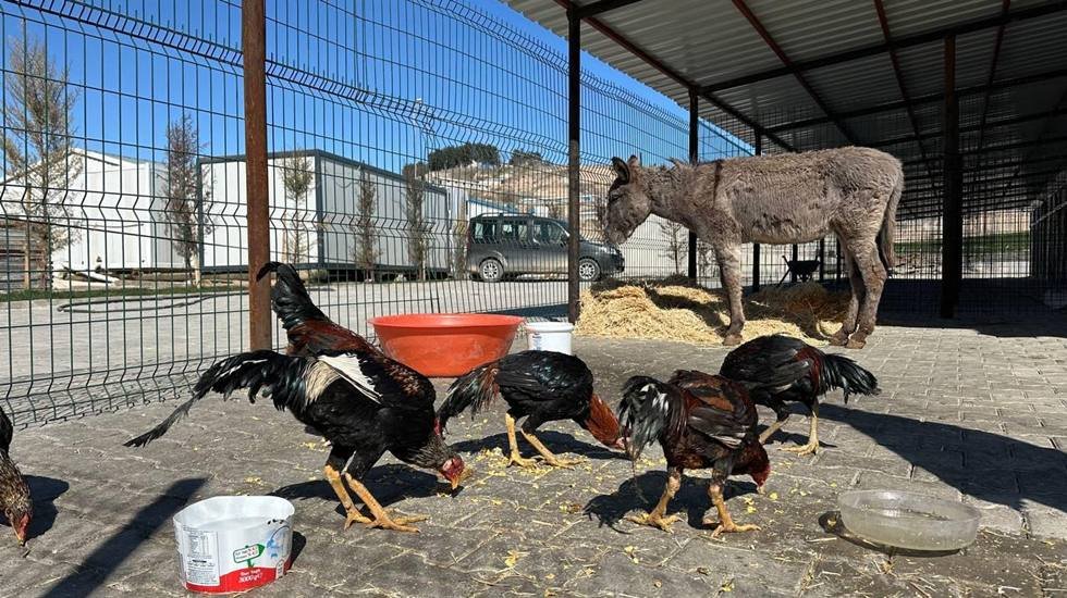 Adıyaman&rsquo;da şehir merkezinde yaralı bir halde bulunan eşek tedavi altına alındı...