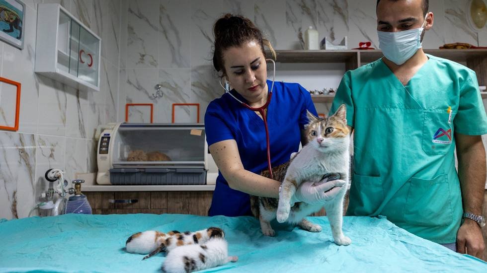 Camide doğum yapan anne kedi ve yavrularını B&uuml;y&uuml;kşehir koruma altına aldı