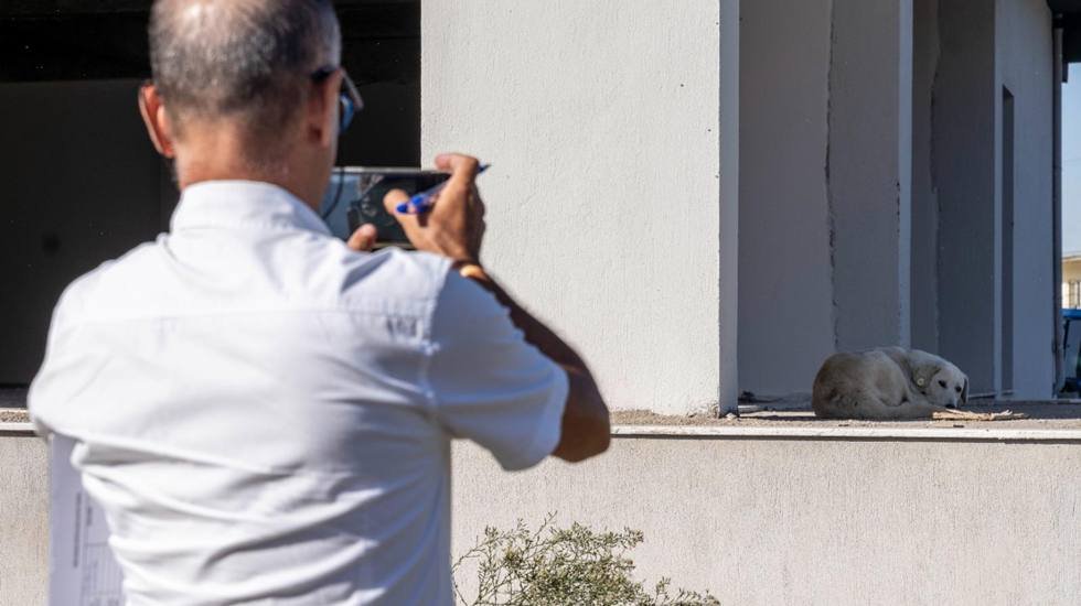 İzmir'in 11 il&ccedil;esinde 15 bin sahipsiz k&ouml;pek tespit edildi...